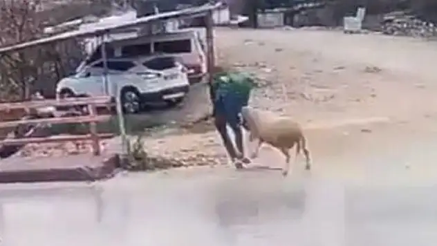 Antalya'da bir kişiye koç saldırdı
