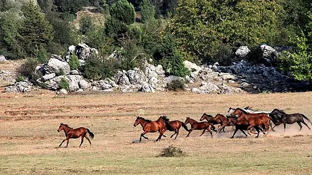Antalya'da devam eden yangın 1500 yılkı atının yaşam alanı olan Eynif Ovası'nı da sardı

