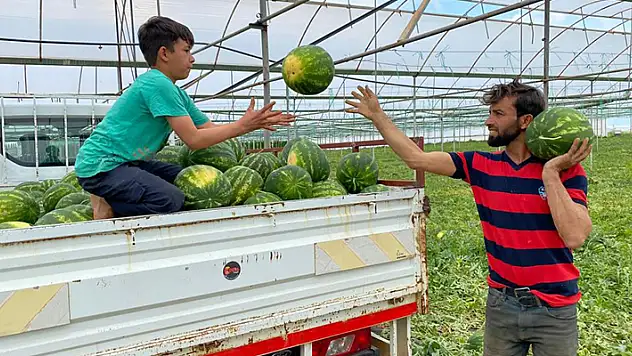 Antalya'da örtü altı karpuz hasadı başladı
