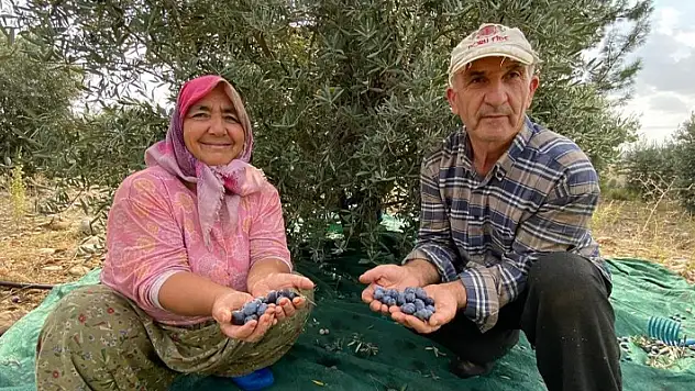 Antalya'da şarkılı türkülü zeytin hasadı