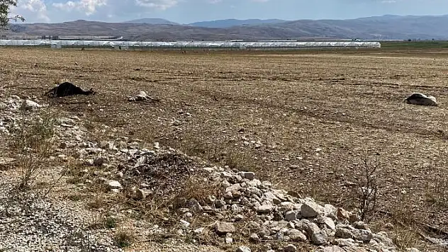 Antalya'da su baskını sebebiyle onlarca hayvan telef oldu
