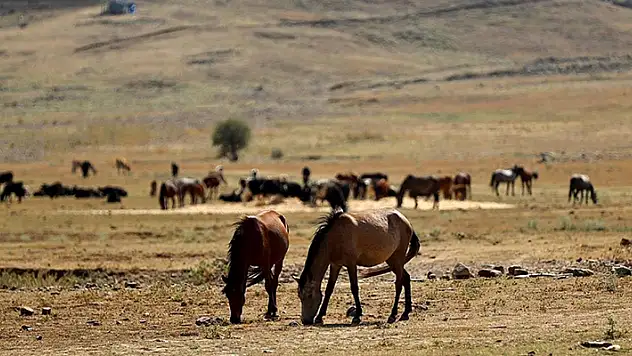 Antalya'daki yangın sonrası yılkı atları için ovaya tonlarca yem ve saman bırakıldı
