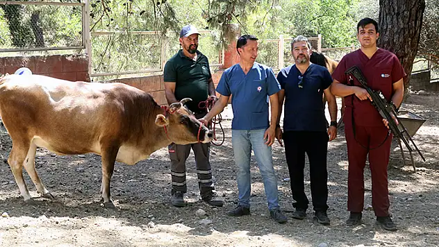 Antalya'da belediye bünyesinde 'Kurban Yakalama Timi' kuruldu
