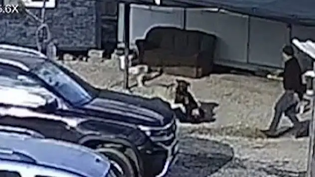 Antalya'da beslediği köpeğin saldırısına uğrayan kişi yaralandı