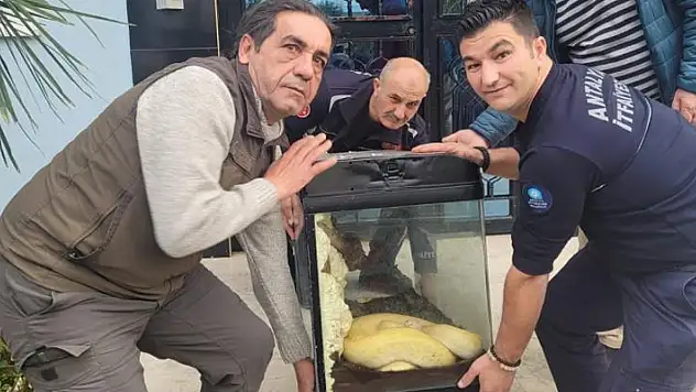 Antalya'da ikinci piton vakası, bu kez apartmanın içerisinden çıktı
