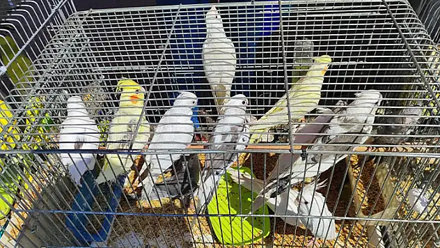 Antalya'da kaçak papağan operasyonu: 16 kuşa el konuldu

