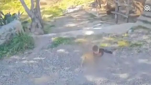 Antalya'da sahipsiz köpeklerin saldırdığı çocuk yaralandı