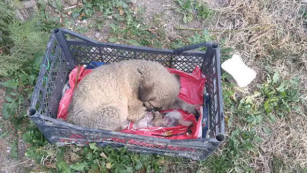 Arabanın çarpıp kaçtığı yavru köpeğe memurlar sahip çıktı