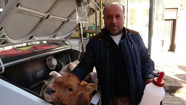 Arabasının bagajında veterinere götürdüğü buzağısının tedavisi bitene kadar başından ayrılmadı
