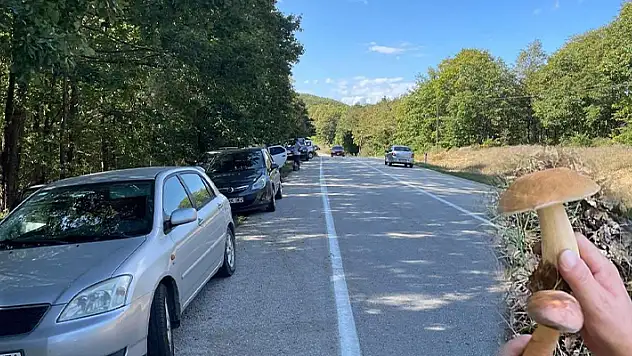 Aracını durduran mantar topladı! Kilosu 150 liradan satılıyor
