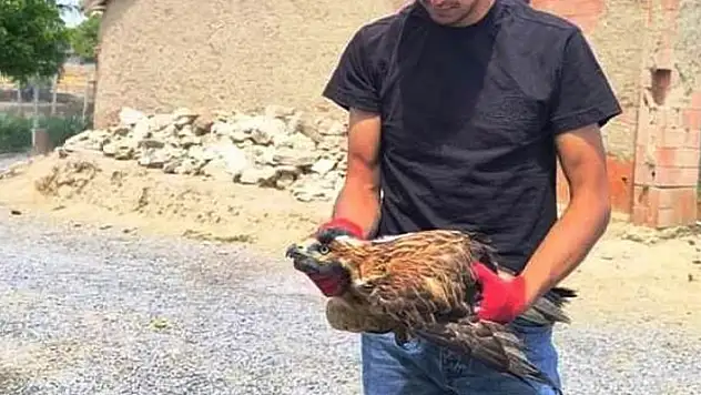 Arazide bulduğu yaralı şahini doğa koruma ekiplerine teslim etti
