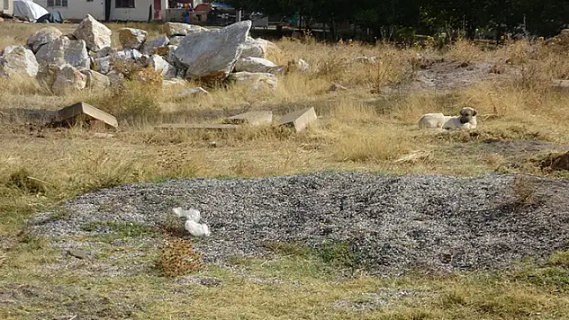 Arazide yeni doğmuş bebek cesedi bulundu

