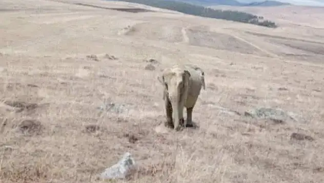 Ardahan'da fil alarmı: Jandarma arazide fil aradı

