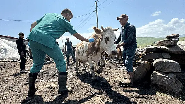 Ardahan'da, şap hastalığıyla mücadele için ekipler seferber oldu