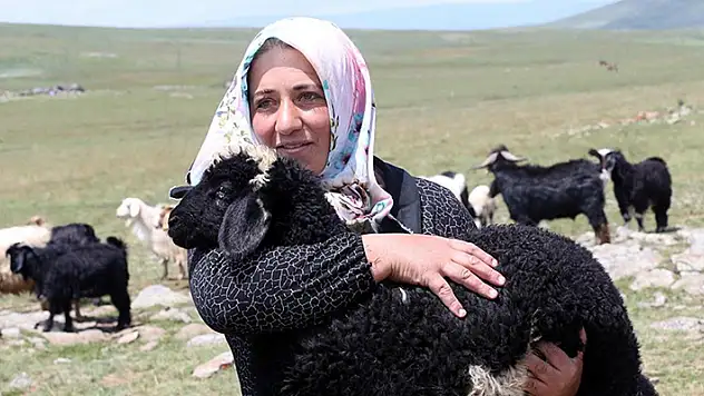 Ardahanlı kadın çiftçi, devlet desteğiyle küçükbaş havyan sayısını 30'dan 500'e çıkardı
