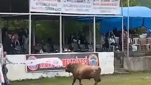 Arenadan kaçan boğanın tribüne çıkması kamerada

