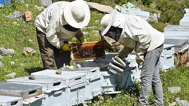 Arı üreticilerine 2003'ten bu yana 1 milyar liranın üzerinde destek sağlandı
