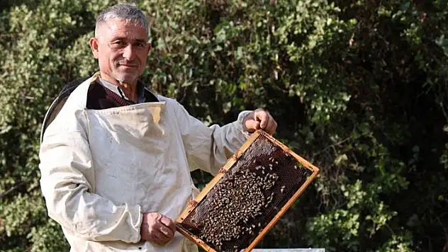 Arılar kış uykusuna yatamadı
