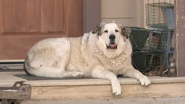 Arizona'da kaybolan 2 yaşındaki çocuk, köpeğin rehberliğiyle bulundu