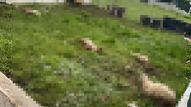 Arnavutköy'de sokak köpeklerinin saldırdığı 14 koyun öldü
