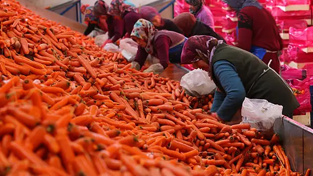 Aromasını Konya Ovası'ndan alan havucun hasadı başladı