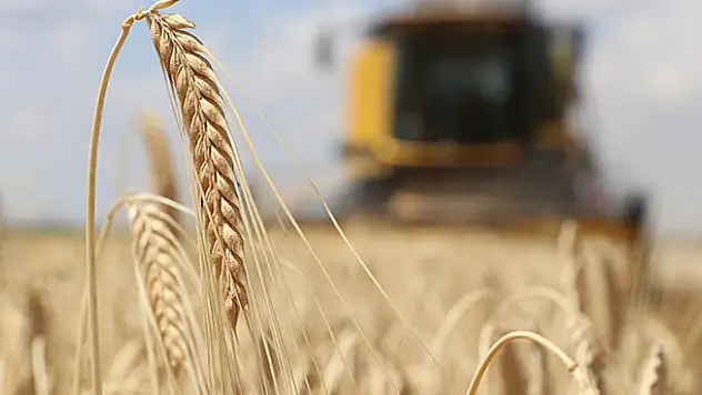 Arpa üretiminde Türkiye 6'ncısı Aksaray'da hasat başladı