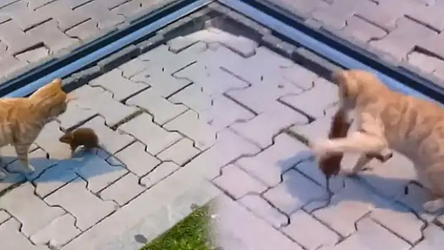 Asabi fareden peşine takılan kediye sol kroşe