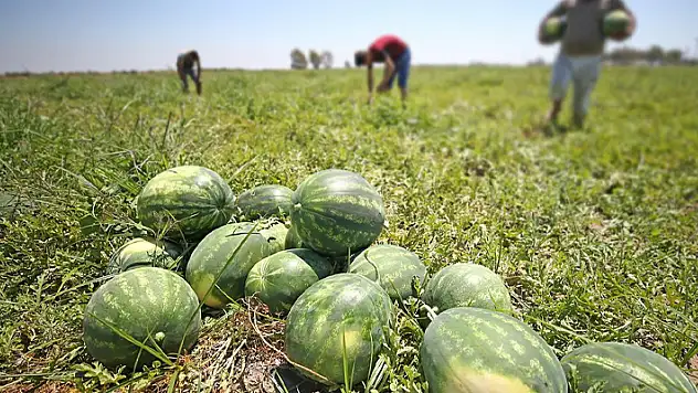 Aşırı sıcaklar tarımda verim kaybına neden oldu

