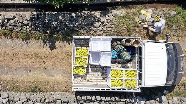 Aşırı sıcakların etkili olduğu Aydın'da taze incir rekoltesinde düşüş bekleniyor
