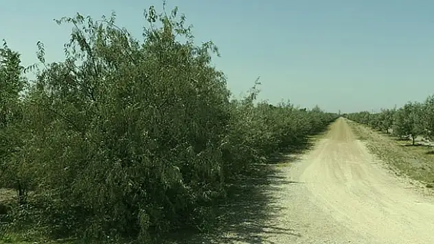 Aslım Ormanı ile iğde kokuları Karatay'ı saracak