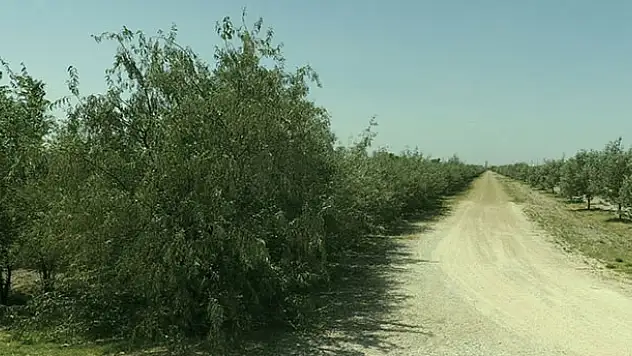 Aslım Ormanı Karatay'ın oksijen deposu olmaya devam ediyor