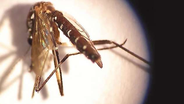 Asya kaplan sivrisineğine karşı plastik atık uyarısı
