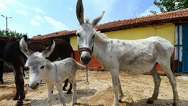At ve eşeklere kimlik geliyor