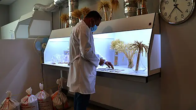 Ata tohumları tarımda dışa bağımlılığı bitirecek