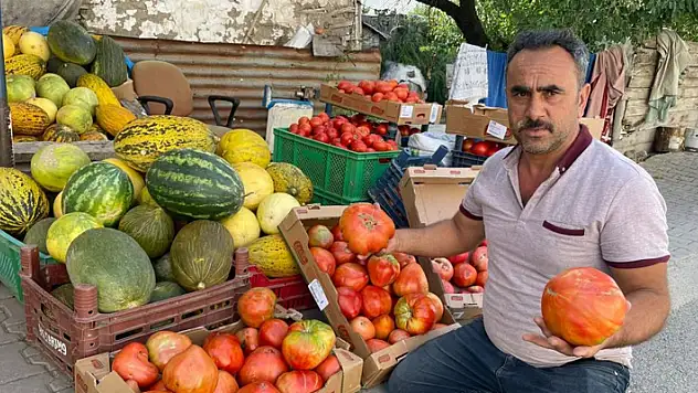 Ata tohumundan üretilen 1 kiloluk domates ele avuca sığmıyor
