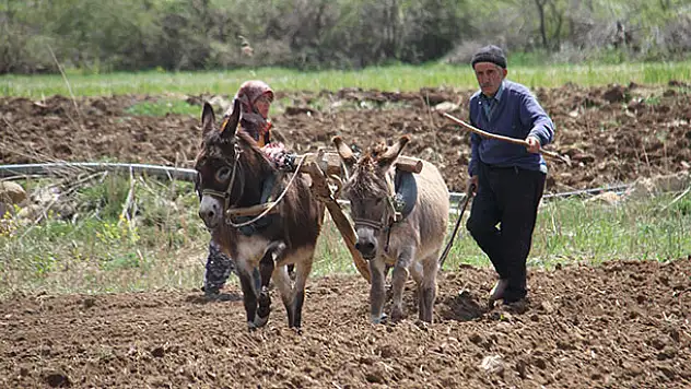 Ata tohumuyla şeker fasulyesi üretiyorlar