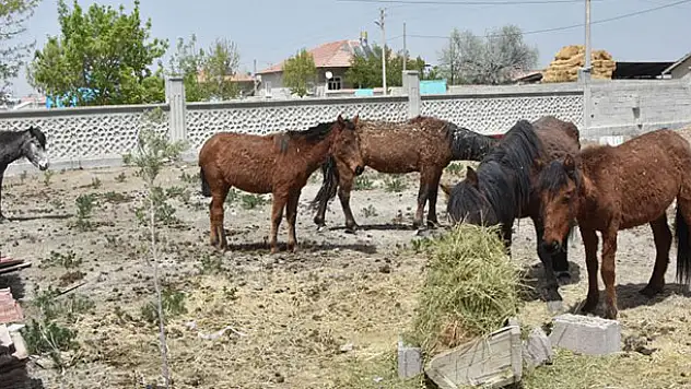 Atlar çevredeki çiftçilere dağıtıldı
