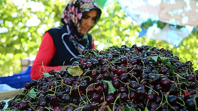 Avrupa ve Ortadoğu Türk kirazına doyacak