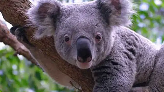 Avustralya'da koala vahşeti!