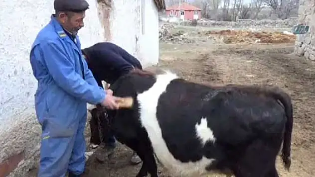 Ay-yıldızlı inek görenleri şaşırtıyor