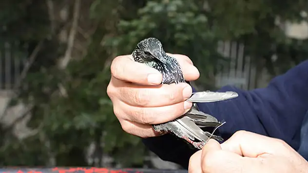 Ayağına ip dolanan kuşu itfaiye kurtardı