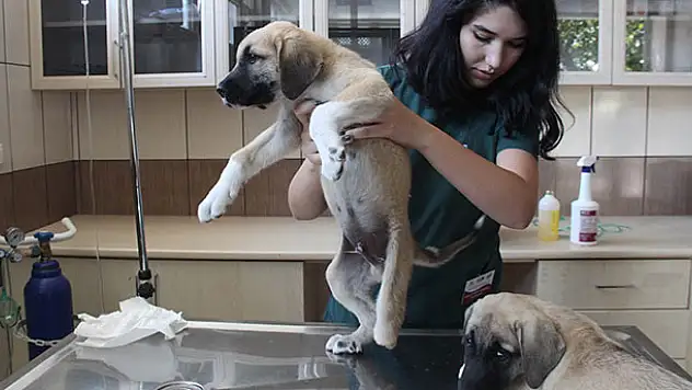 Ayakları kesilmiş iki köpek yavrusunun tedavileri tamamlandı