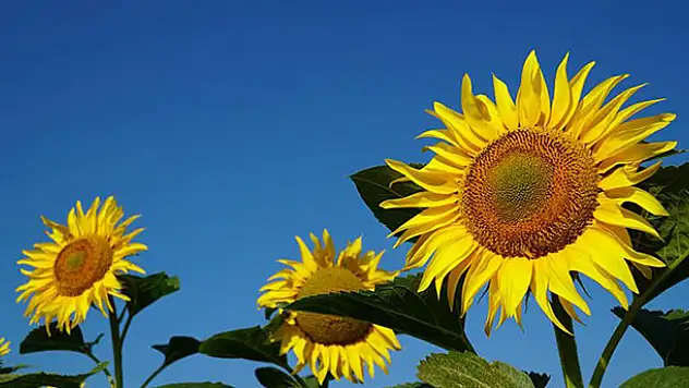 Ayçiçeği alım fiyatı belli oldu