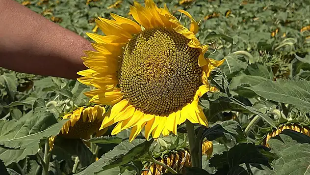 Ayçiçeği tohumu ve ham ayçiçek yağında gümrük vergisi oranları indirildi


