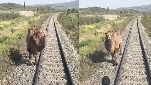 Aydın'da demiryoluna giren deve makinistlere zor anlar yaşattı: Ne yapalım ya biz, yol vermiyor bize
