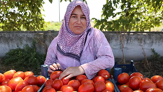 Aydın'da salça ve kışlık telaşı başladı