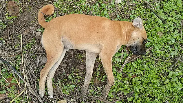Aydın'da zehirlenen köpek sayısı 30'a çıktı 3 de ölü tilki bulundu

