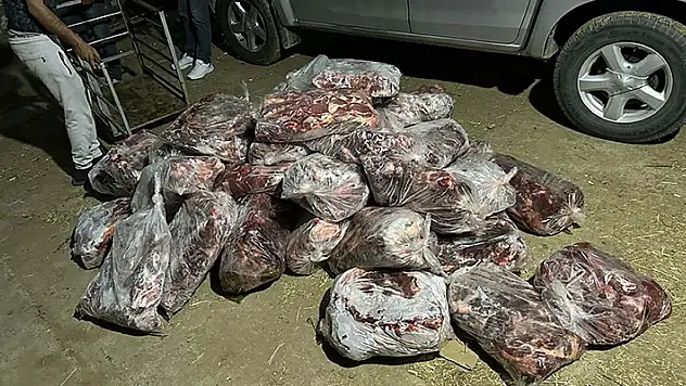 Aydın'da 1 ton kesilmiş domuz eti ele geçirildi
