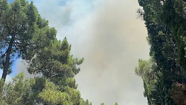 Aydos Ormanı'nda yangın çıktı