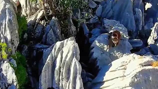 Ayı ile 2 yavrusu, Konya- Antalya arasındaki  zirvede görüntülendi

